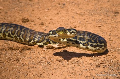 desert python